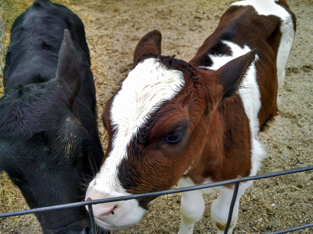 Schopf's Hilltop Dairy-斯特金贝必去景点