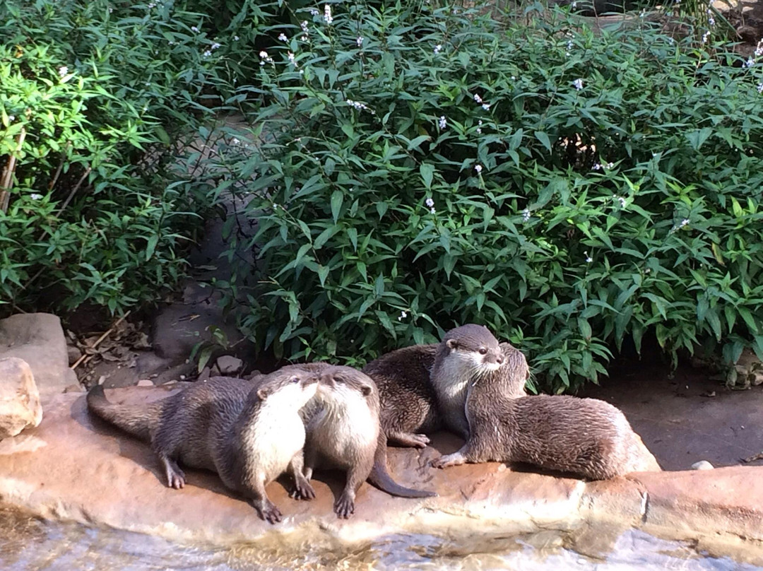 阿德莱德动物园-阿德莱德必去景点