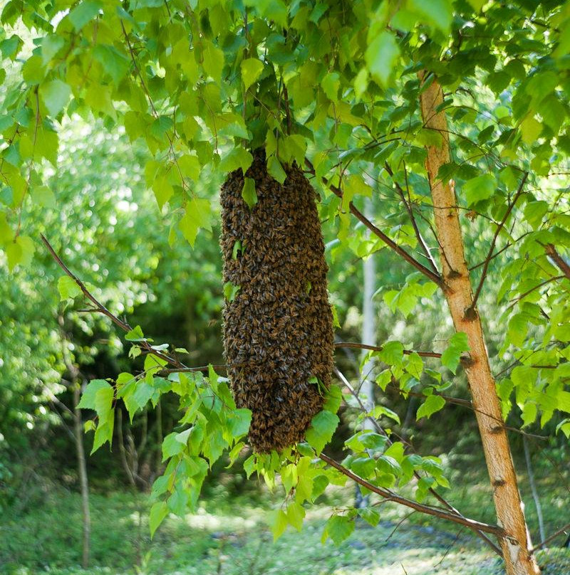 Bee Tasty景点图片