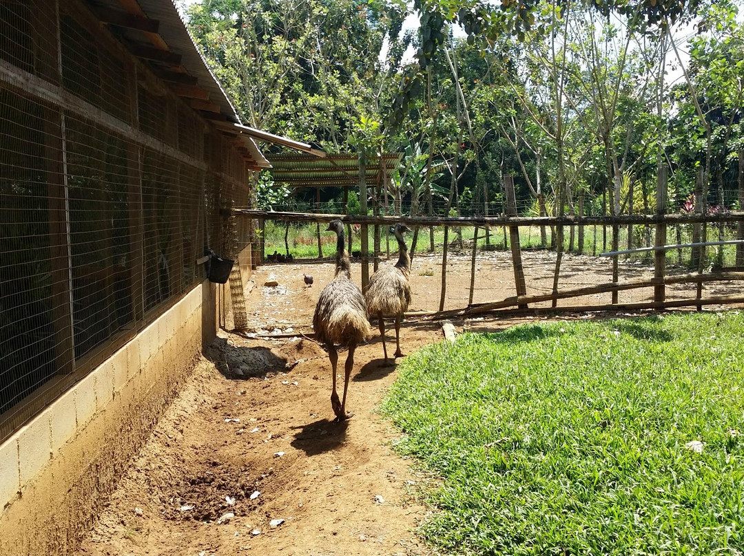 MiniZoo y Jardín Yori景点图片