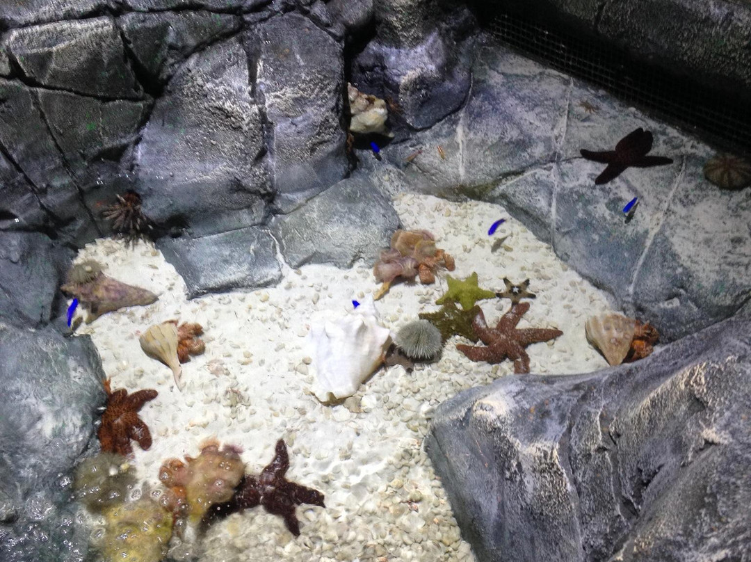 SEA LIFE Charlotte-Concord景点图片