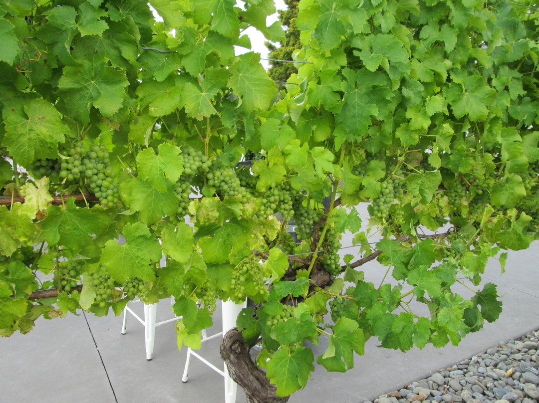 新西兰红酒升级之旅-奥克兰葡萄酒之旅-奥克兰中心地区必去景点