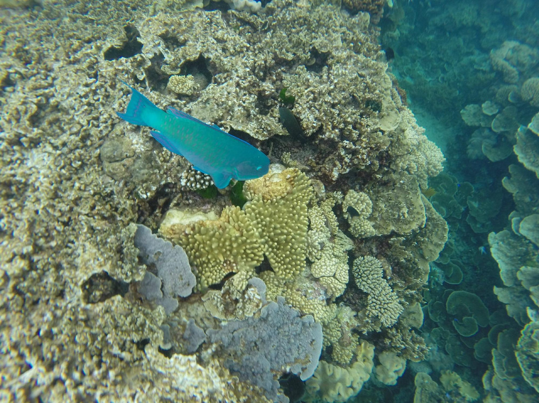 海星邮轮一日游-凯恩斯必去景点