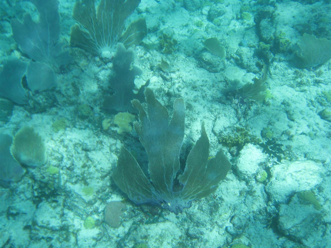 Private Snorkeling Aruba- Day Tours-棕榈/鹰海滩必去景点