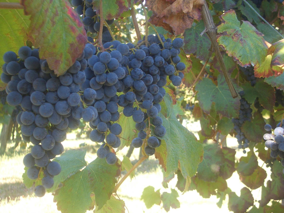 Sol Levante Tour-博洛尼亚必去景点