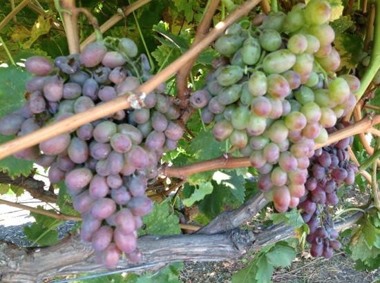 Long Meadow Ranch Winery景点图片