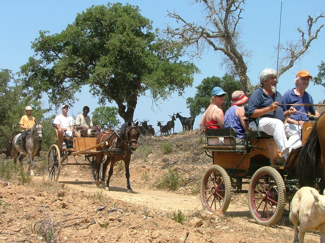Horses in the Sun景点图片