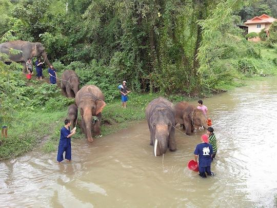 Tong Bai Elephant Tour-夜旺必去景点