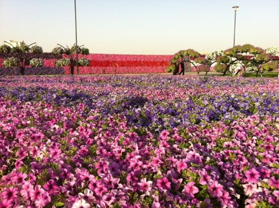 奇迹花园-迪拜必去景点