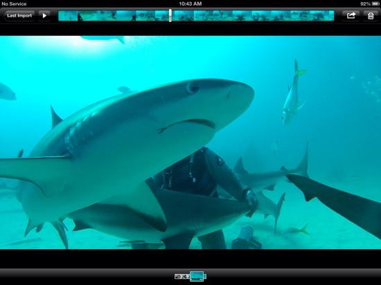 Shark Alley-大巴哈马岛必去景点