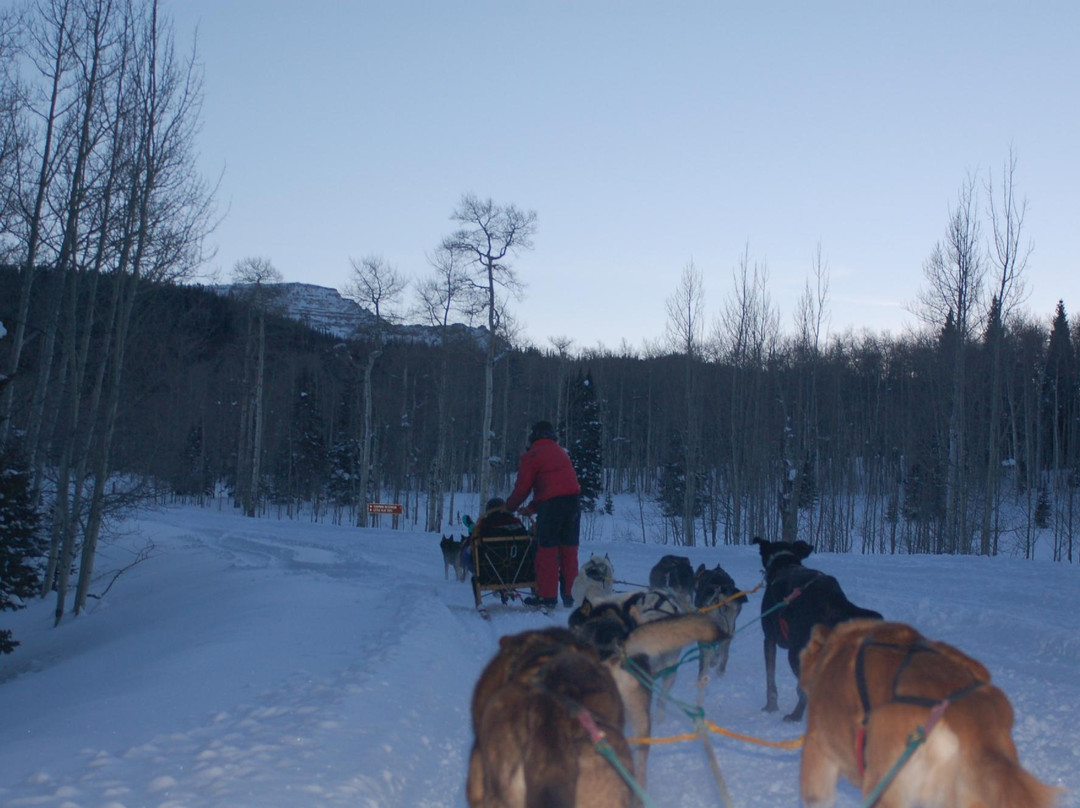 Snow Buddy Sled Dog Adventures-斯廷博特斯普林斯必去景点