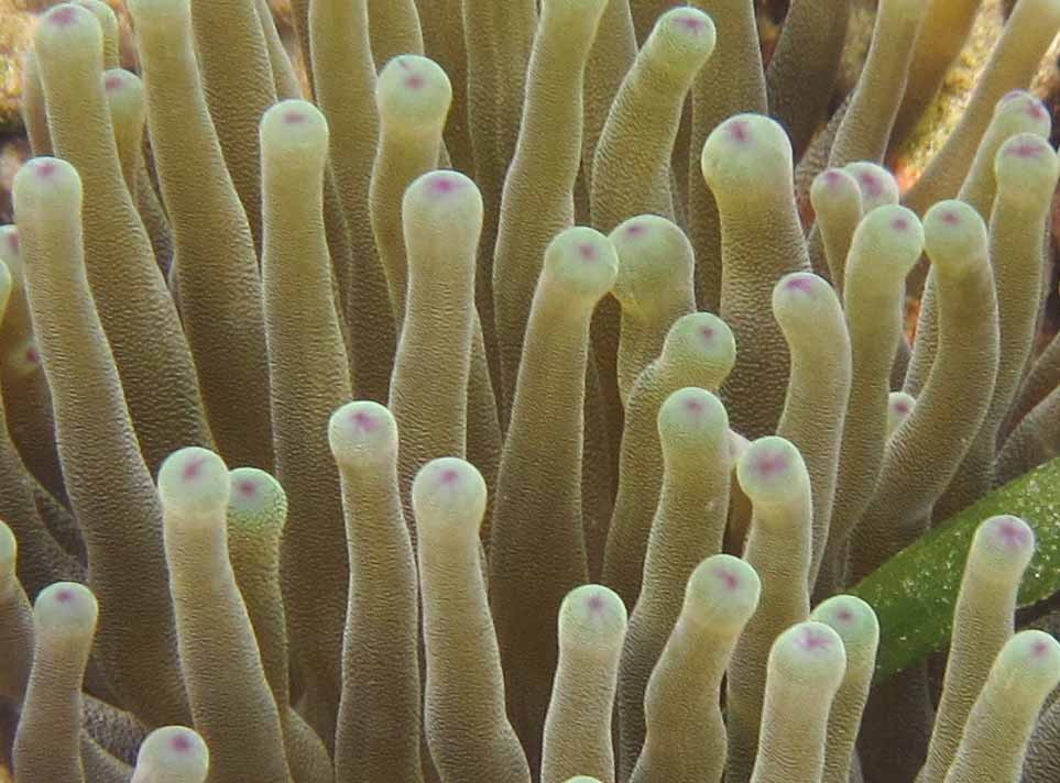 Coral Surfing Day Tours景点图片