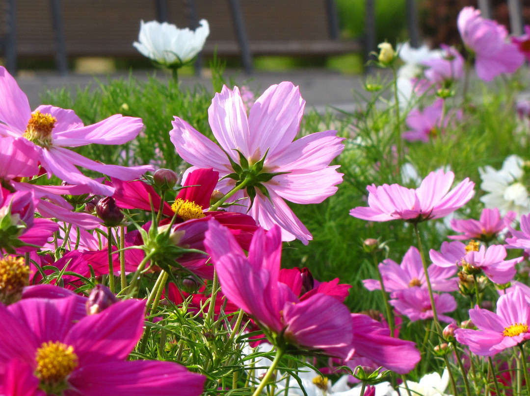伊莉萨白女王公园-温哥华必去景点