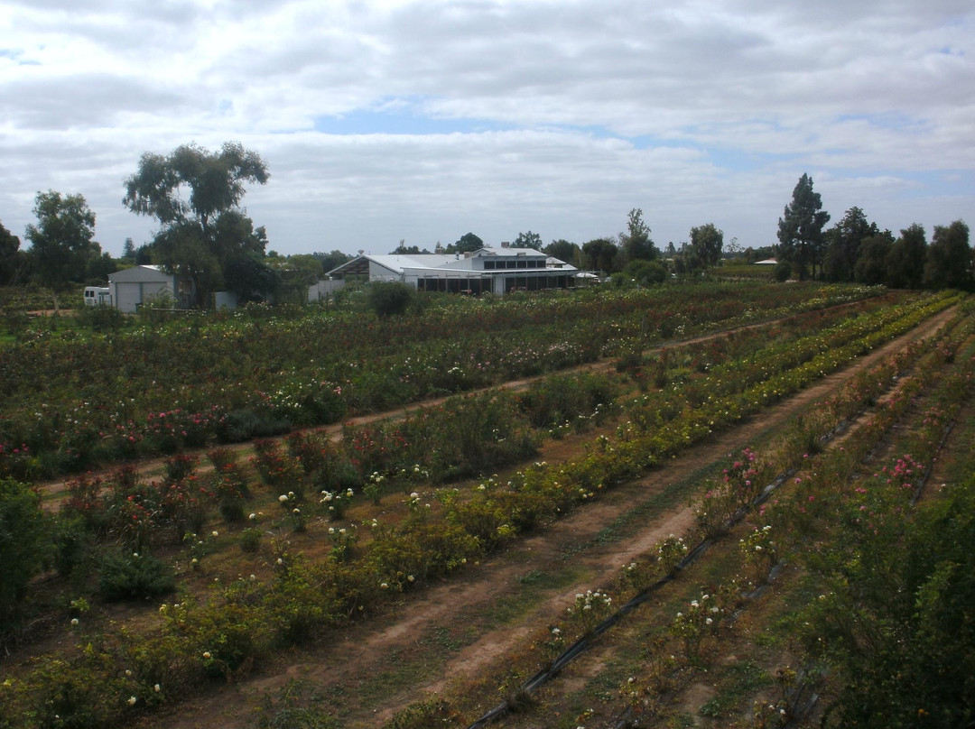 Rustons Distillery-Renmark必去景点