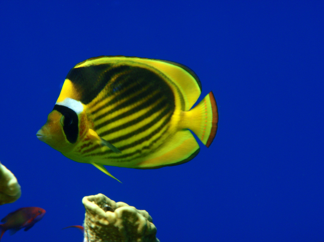 El Fanar-沙姆沙伊赫必去景点