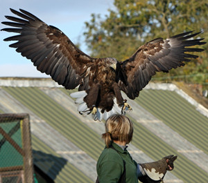 Thirsk Birds Of Prey Centre景点图片