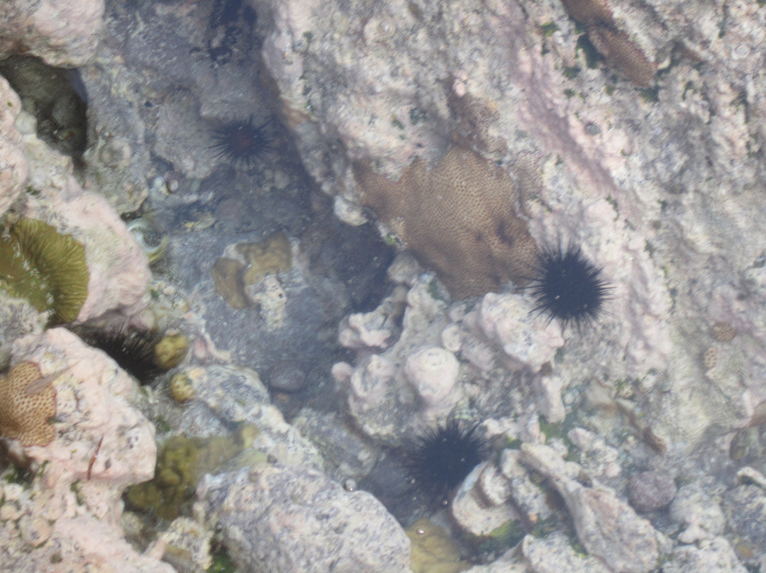 Tide Pools at Flat Point-萨巴岛必去景点