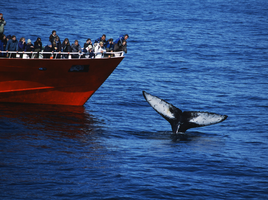 Elding Whale Watching景点图片