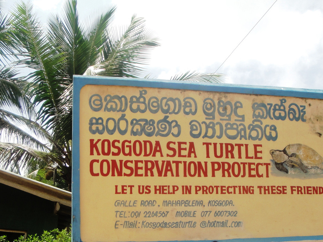 Kosgoda Sea Turtle Conservation Project景点图片