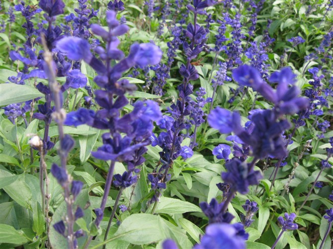 紫海鹭缘浪漫庄园-崇明县必去景点