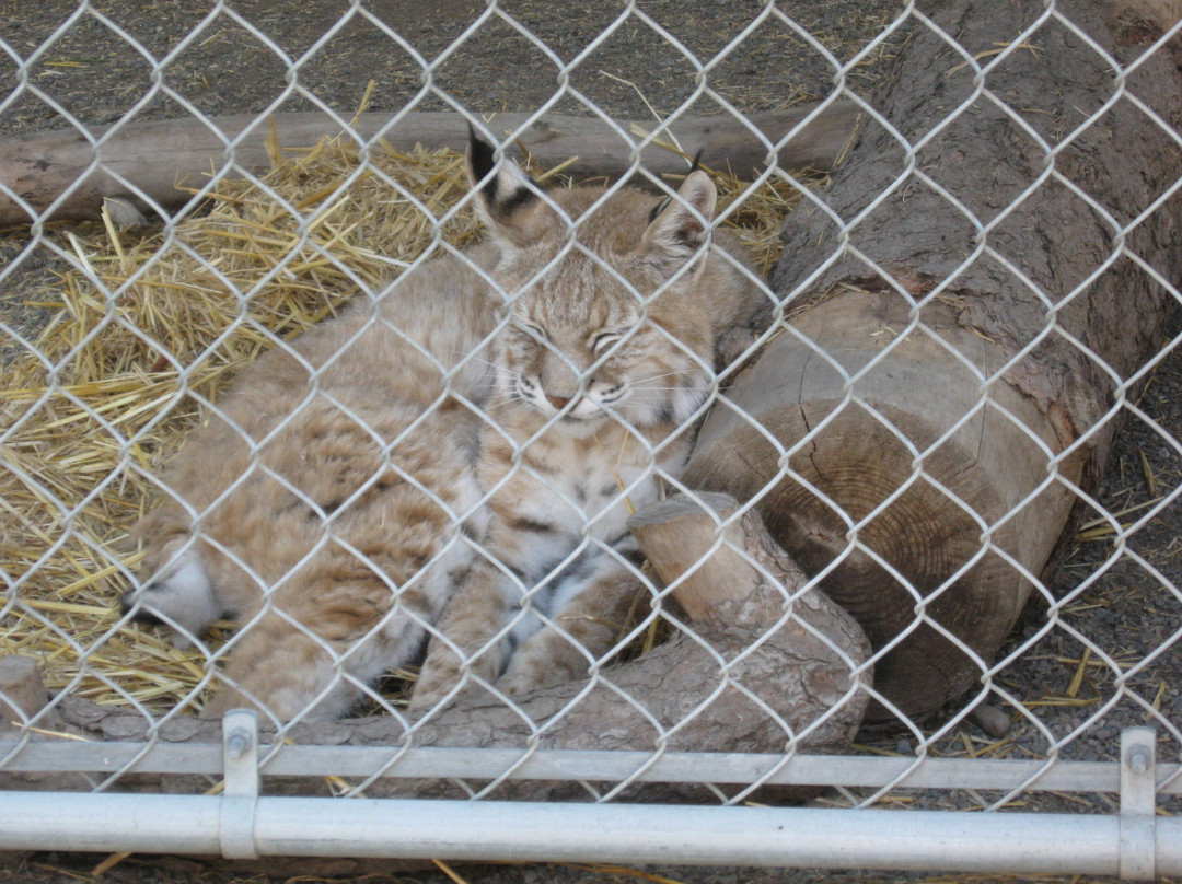 Cat Tales Wildlife Center景点图片