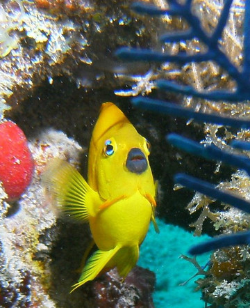 Quiescence Diving Services-拉哥岛必去景点