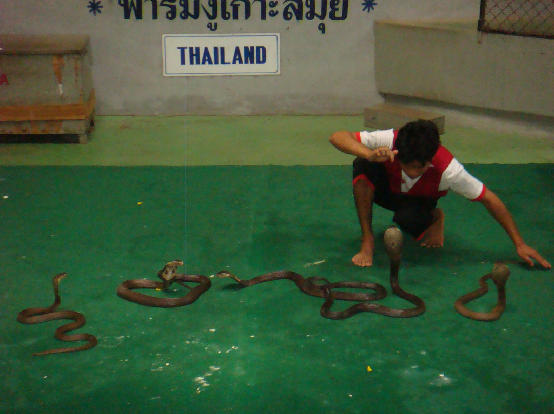 苏梅蛇场-苏梅岛必去景点