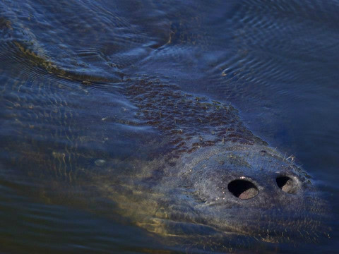 Shan-T Native Kayak Tours, Inc.-布雷登顿必去景点