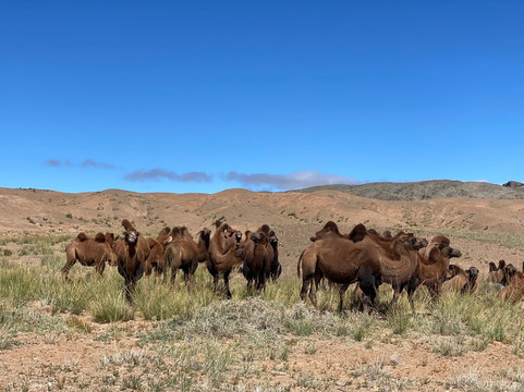 null-Gobi Gurvansaikhan National Park