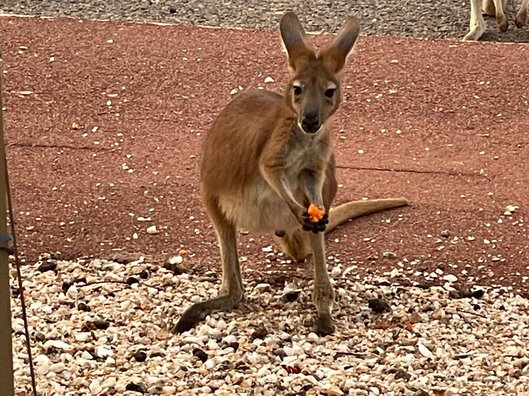 On the Deck at Shark Bay主图
