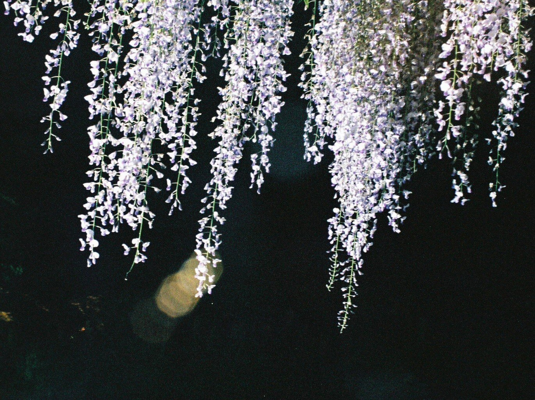 Byakkugoroji Temple-丹波市必去景点