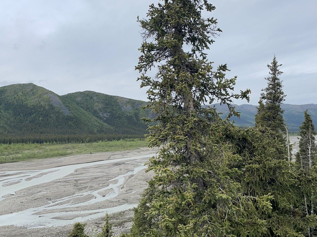 Denali Tundra Tours景点图片