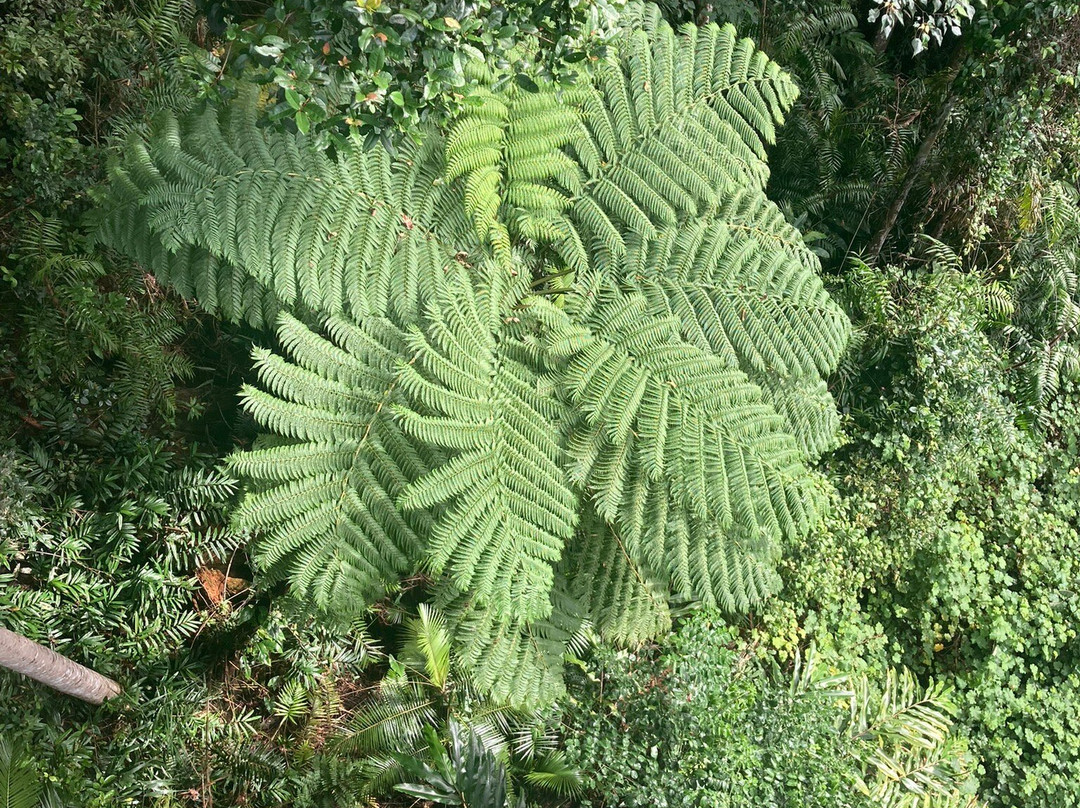 Mamu Tropical Skywalk-因尼斯费尔必去景点
