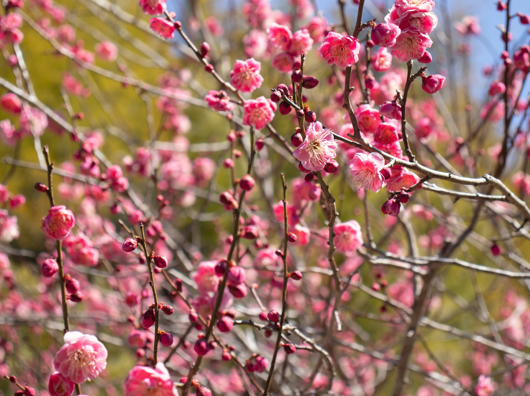 Akadani Plum Grove