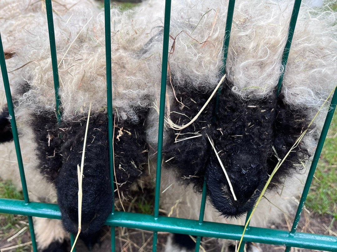 Freizeitpark Wendisch Rietz-Wendisch Rietz必去景点