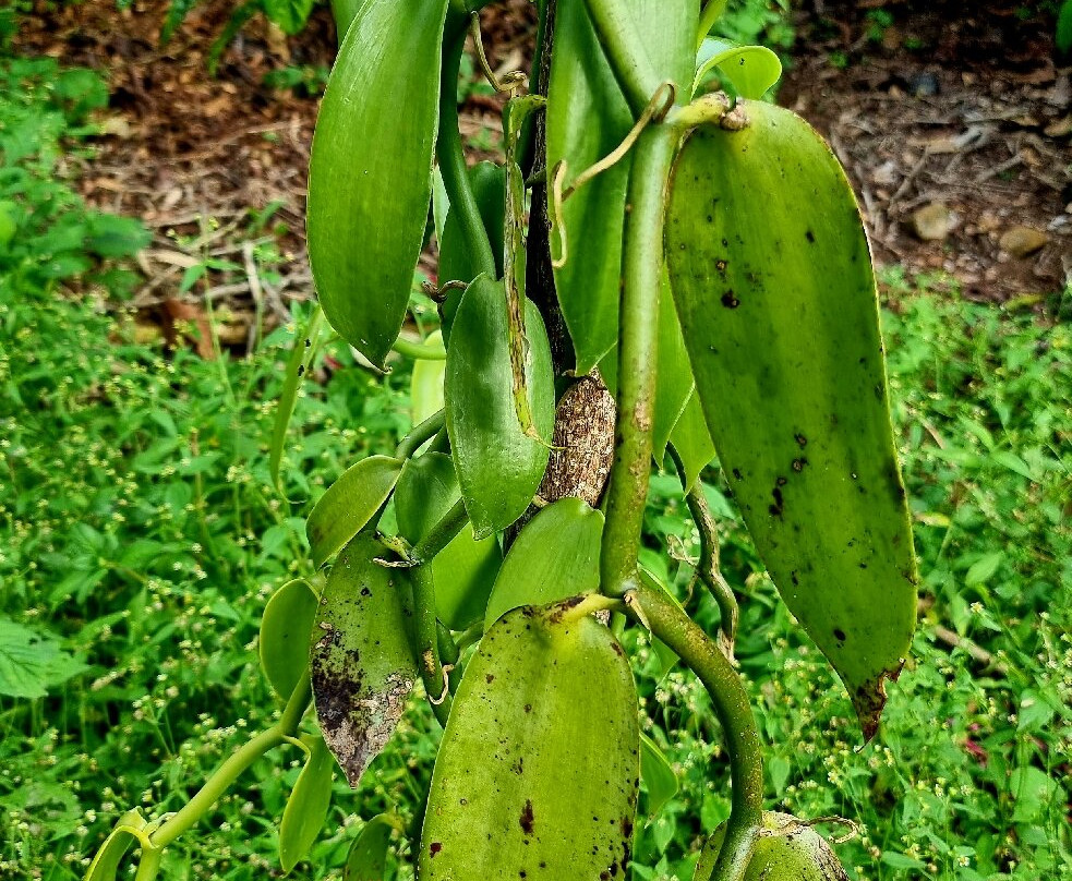 Kebun Kopi Tani景点图片