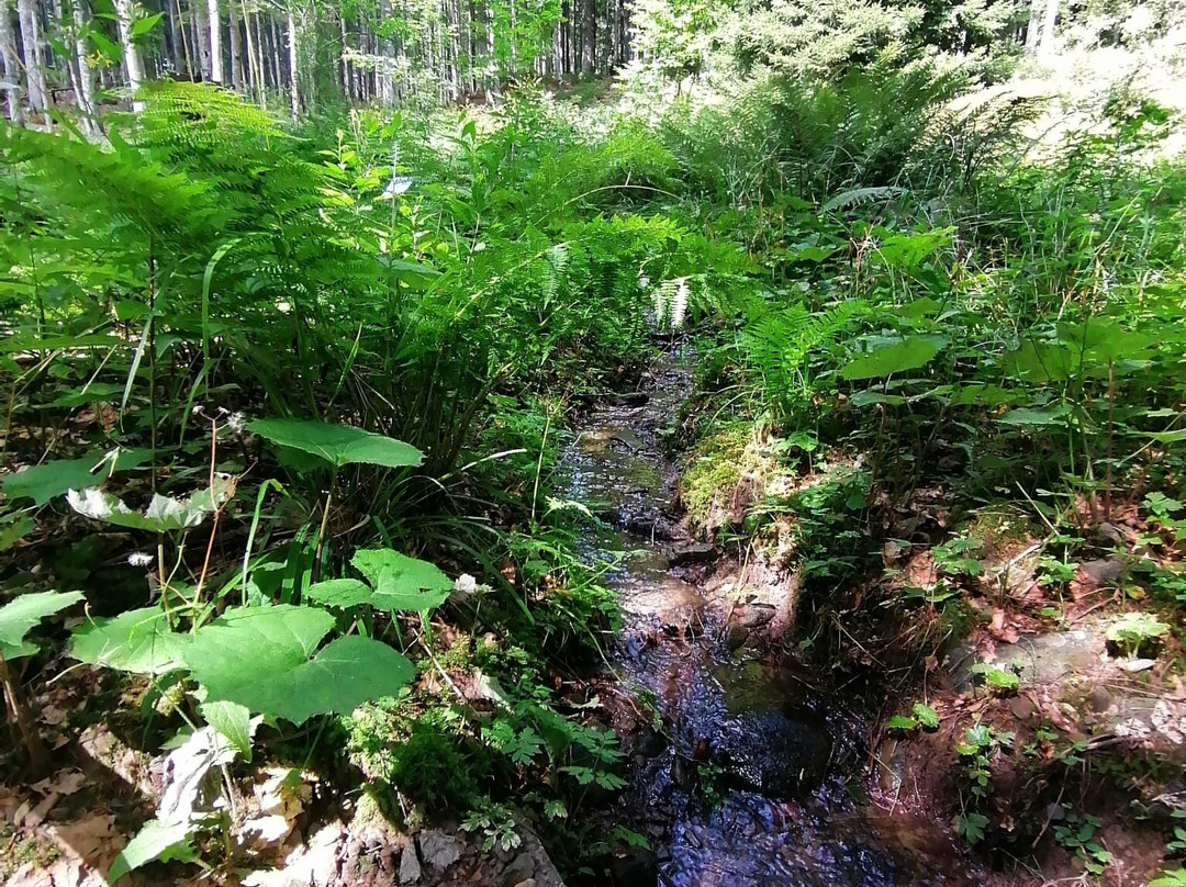 Orto Botanico Forestale景点图片