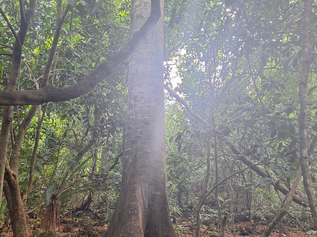 Kaya Kinondo Sacred Forest景点图片