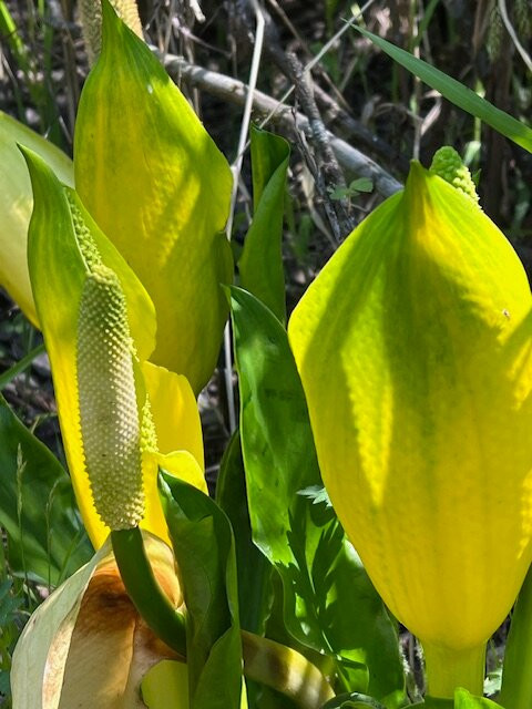 Scriber Lake Park-林伍德必去景点
