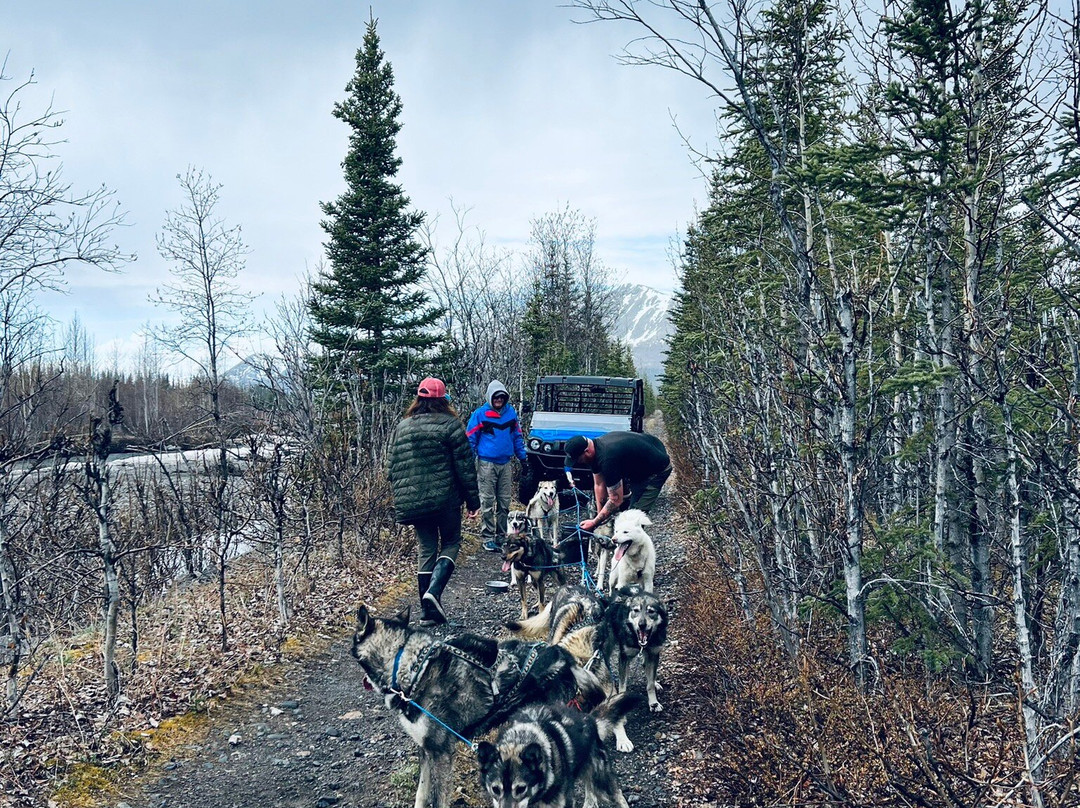 Squid Acres Kennel Dogsled Tours景点图片