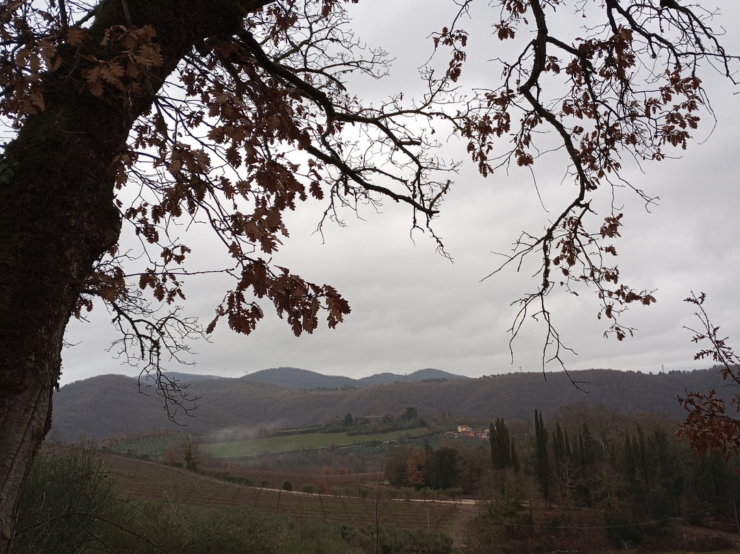 Lionforti da Vico主图