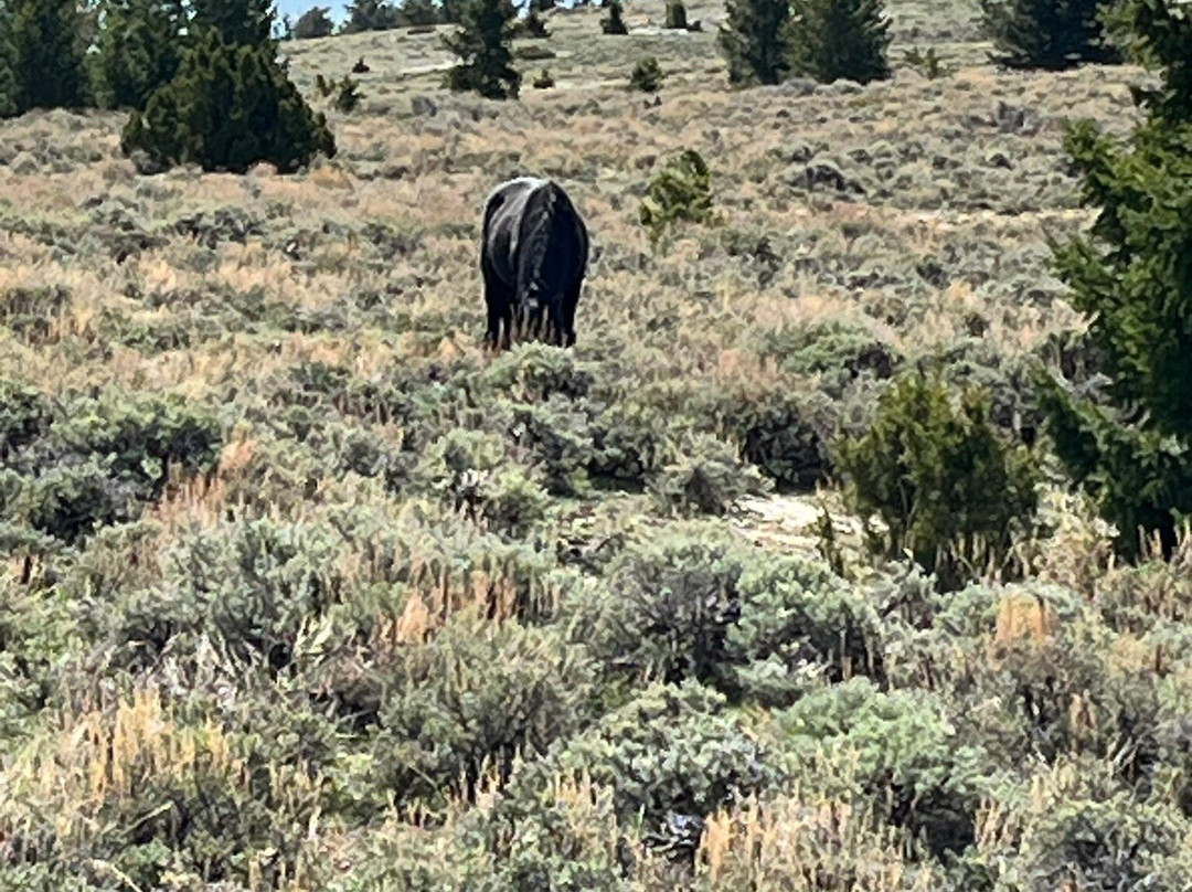 Pryor Mountain Wild Mustang Center景点图片