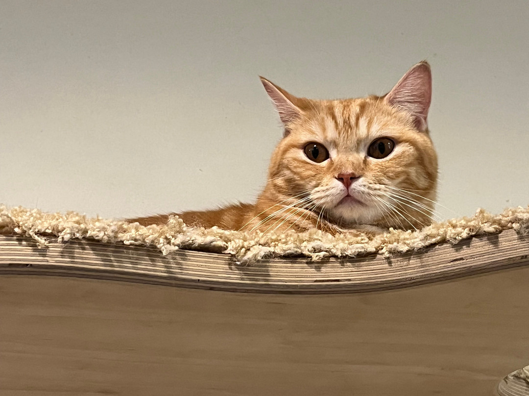 Meomi Cat Café-新加坡必去景点