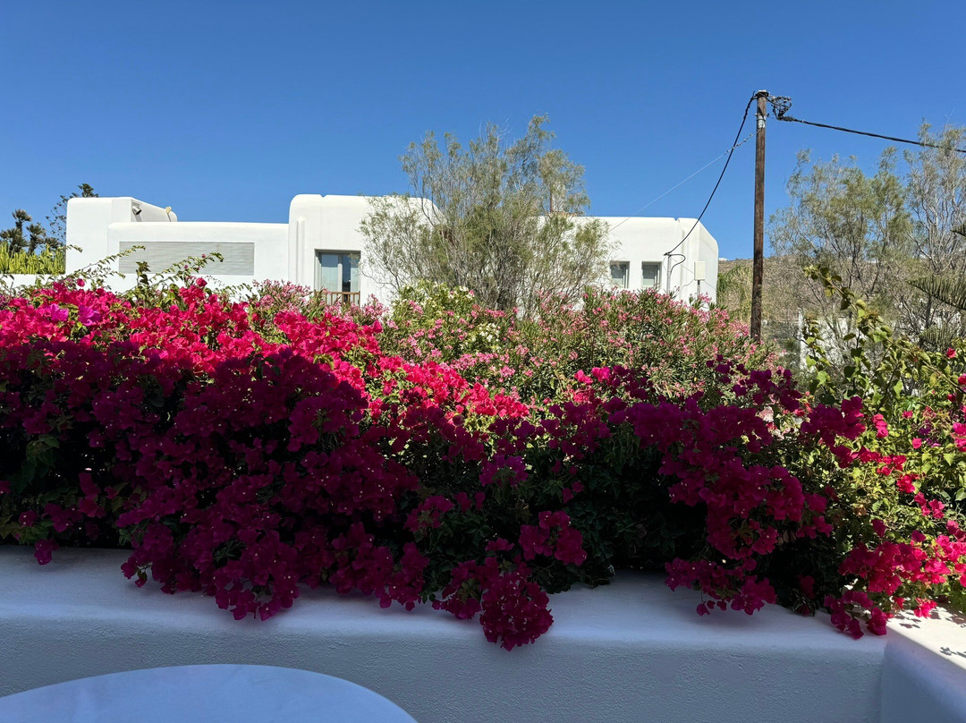 Erato Hotel Mykonos主图