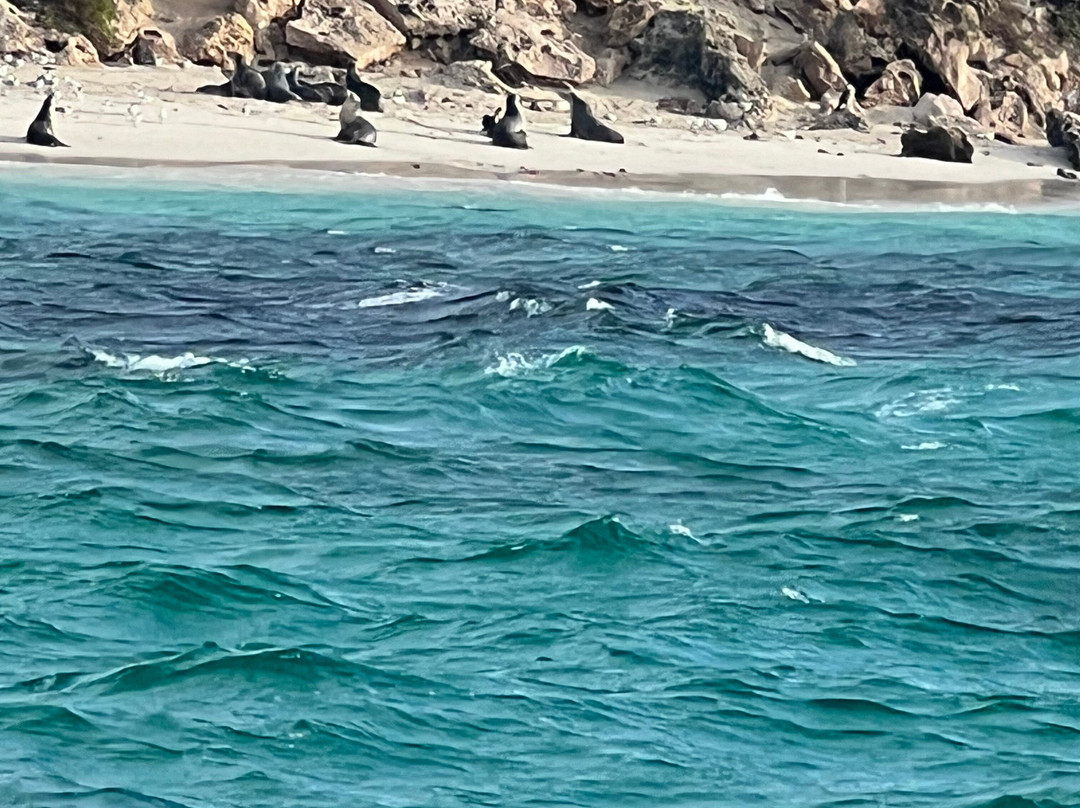 Jurien Bay Oceanic Experience-朱里恩湾必去景点