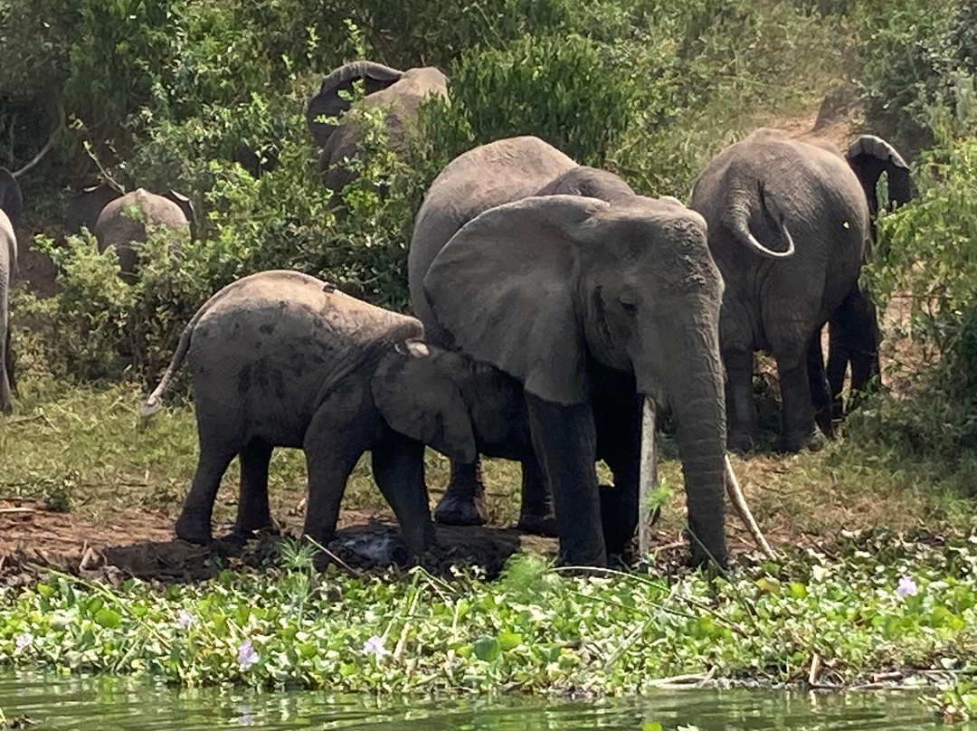 Bujuku Eco Tours & Travel Ltd-Kasese必去景点