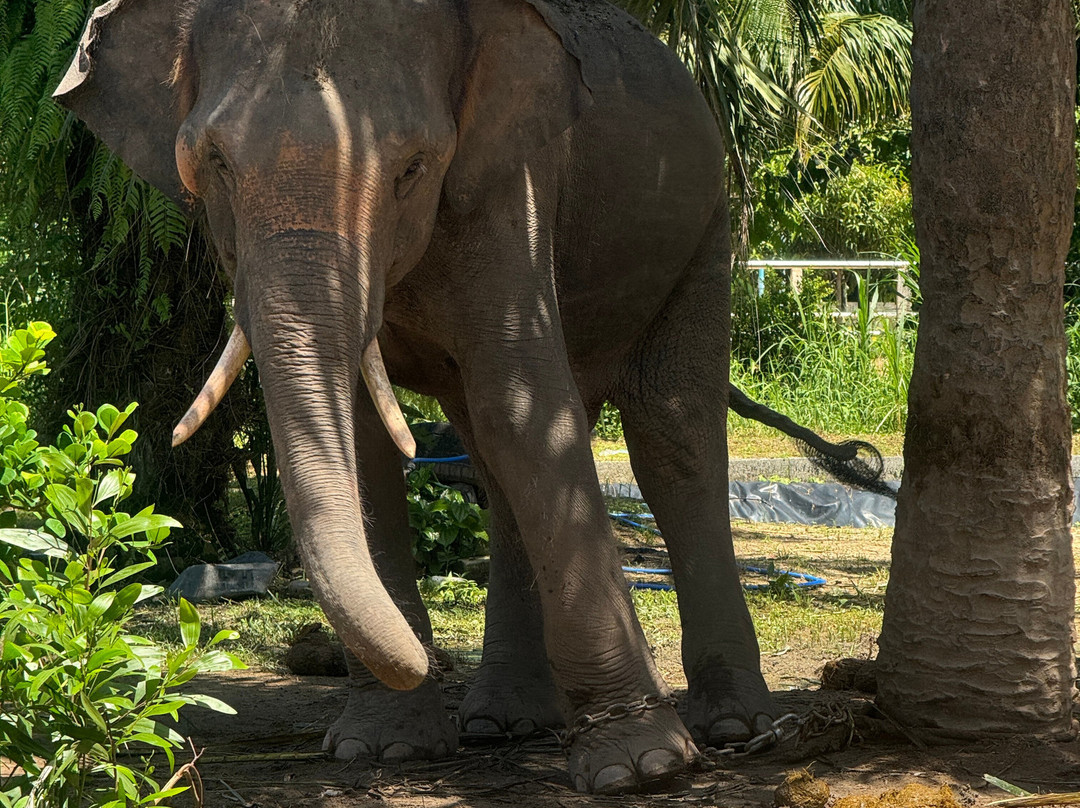 Maikhao Elephant Home景点图片