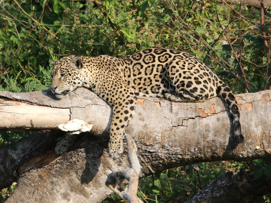 Wild Jaguar Safaris景点图片