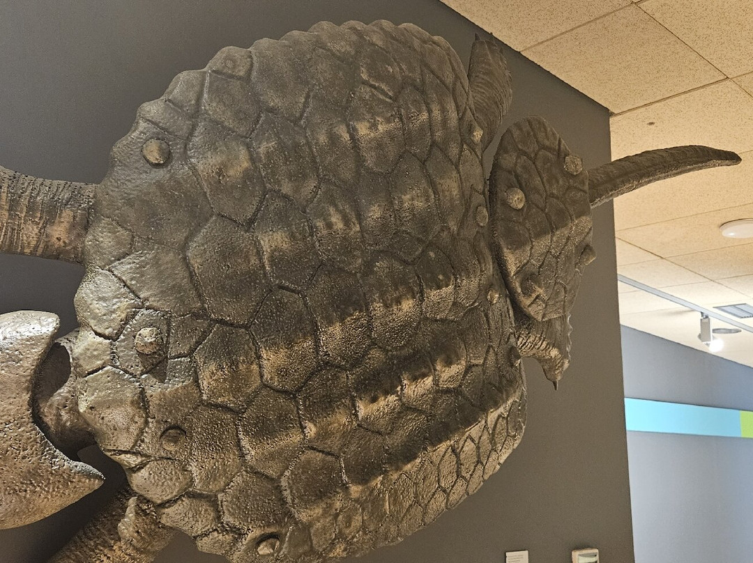 Museo de Paleontologia de Castilla-La Mancha景点图片