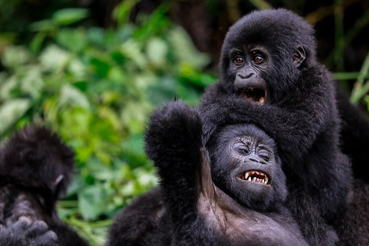 Nextgen Safaris Africa